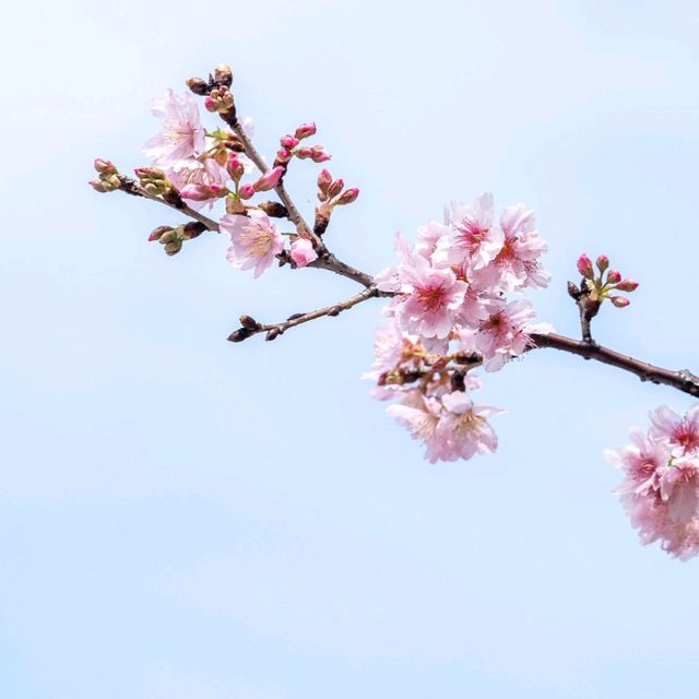 石門安景街櫻花