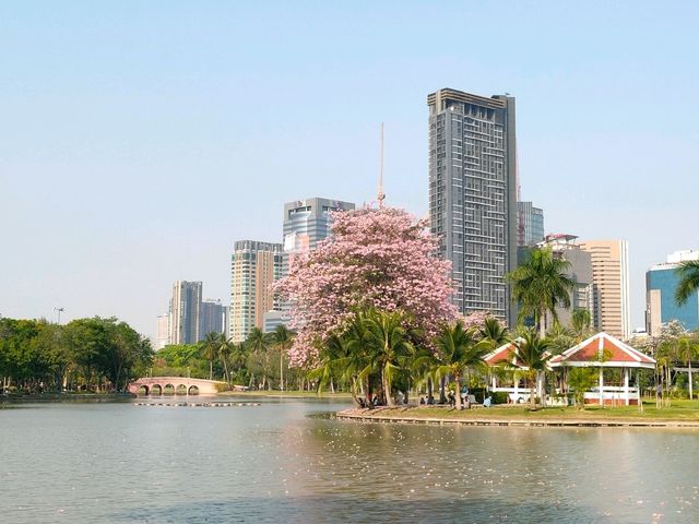 ชมพู่พันธุ์สวนจตุจักร