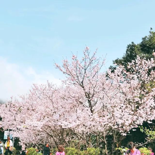 #陽明山花季