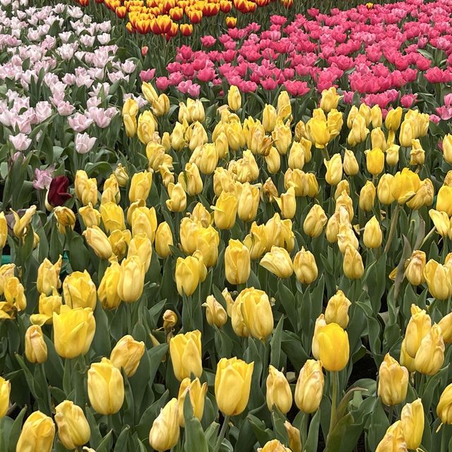 春日限定，花迷值得一去～維多利亞公園花卉展🌸