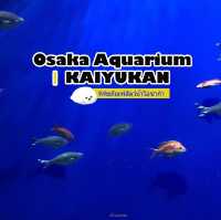 Osaka | Aquarium Kaiyukan