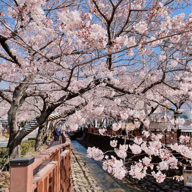 지금 창원에 가야되는 이유🌸💓