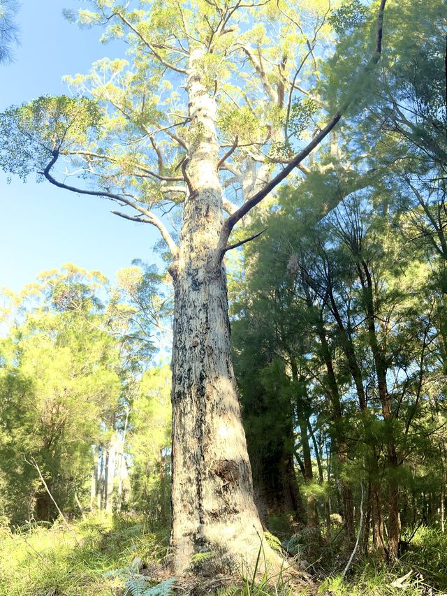 Valley of the Giants 🇦🇺🌏 TingleTrees400yrs