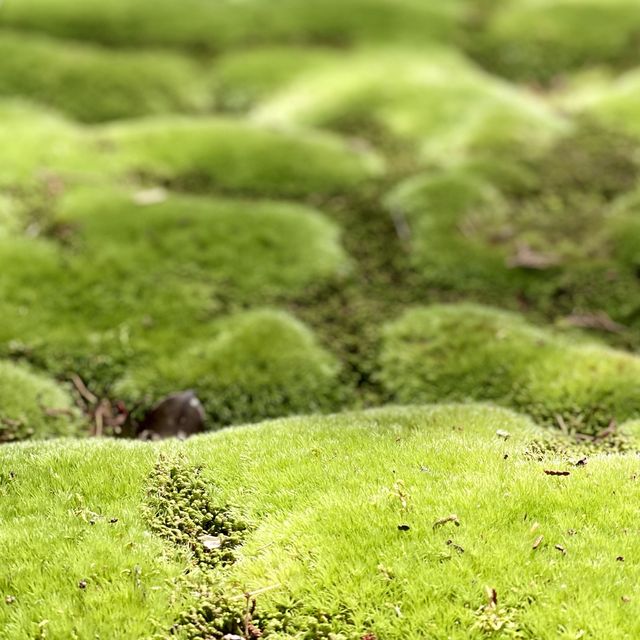 【京都】緑あふれる苔寺「西芳寺」