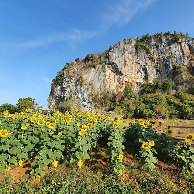 ทุ่งทานตะวัน เขาทะนาน อ.ทุ่งหว้า จ.สตูล