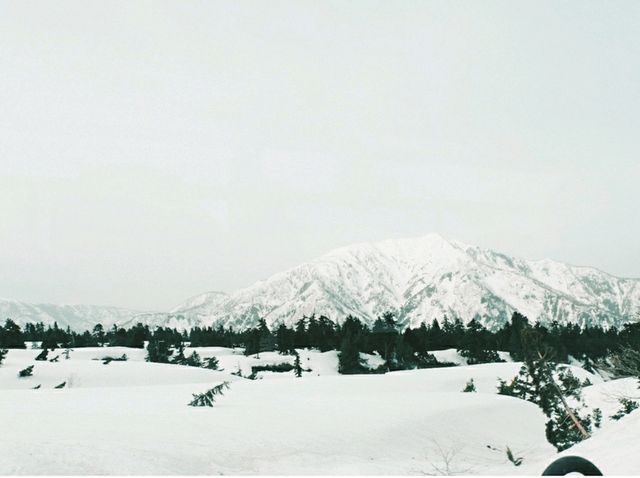 Catching Snow in Late April