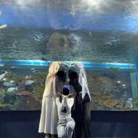 🇯🇵沖縄 DMMかりゆし水族館