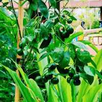 Mandai's Hidden Gem - The Gateway to Paradise