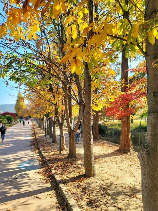 대왕단풍샷 찍고 가을 만끽하기🍁🍂