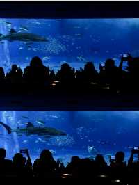 日本｜第一次來沖繩必到訪的美麗海水族館🪸