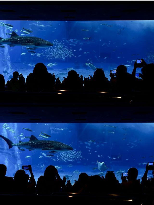 日本｜第一次來沖繩必到訪的美麗海水族館🪸