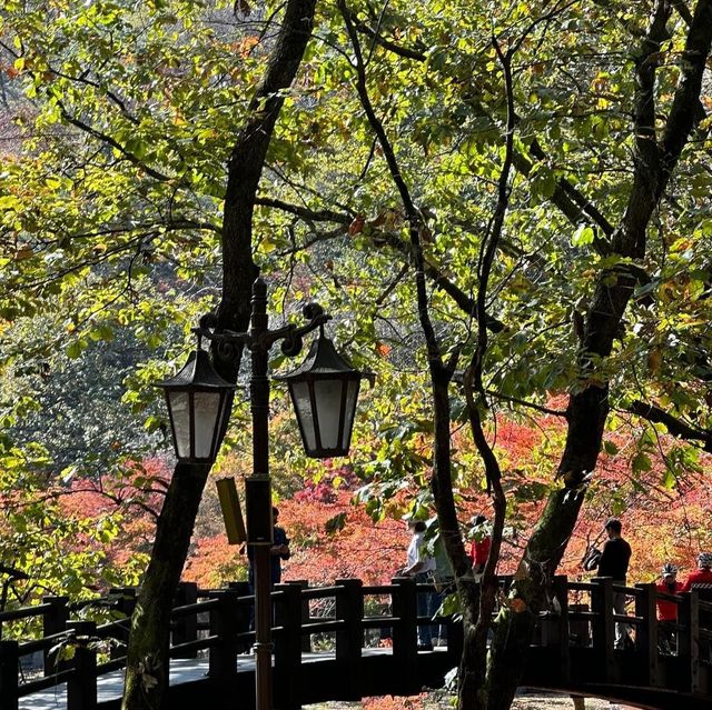 Autumn Foliage at Naejangsan National Park