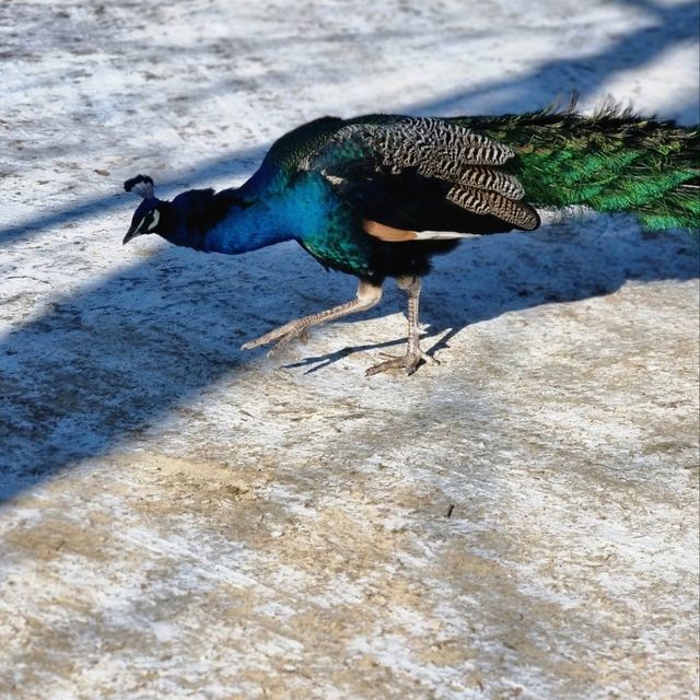 winter sonata in Nami Island