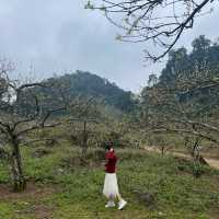 Na Ka plum fields - Moc Chau