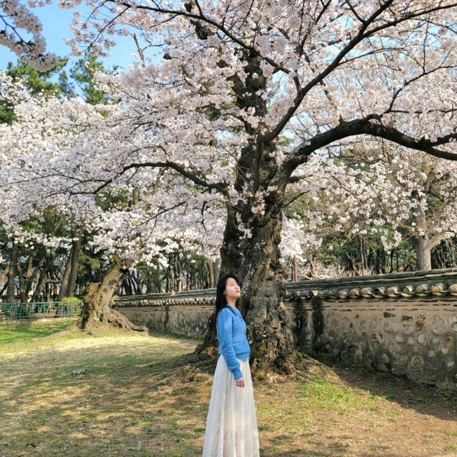 ๐ธ ๊ฒฝ์ฃผ "๋๋ฆ์"์ ์ง๊ธ ๋ฒ๊ฝ ๋ง๊ฐ๐ธ ๐ธ ๊ฒฝ์ฃผ "๋๋ฆ์"์ ์ง๊ธ ๋ฒ๊ฝ ๋ง๊ฐ๐ธ