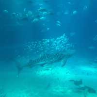 【大阪】関西屈指の巨大水族館🐠海遊館