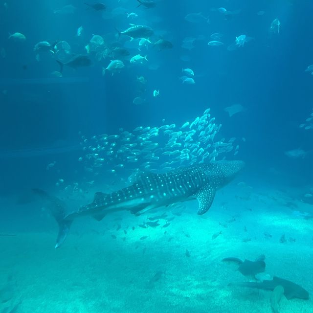 【大阪】関西屈指の巨大水族館🐠海遊館