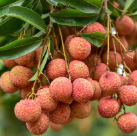 Việt Nam quê hương của những món ăn ngon