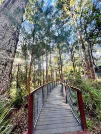 Valley of the Giants 🇦🇺🌏 TingleTrees400yrs