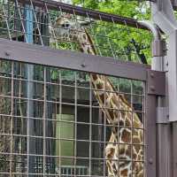 日本最古老最有名的動物園🐘🦒🐼🦌