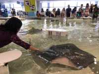 🐬海洋生物全接觸 ｜親親魟魚 - 大阪海遊館