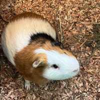 日本九州動物園：與野生動物的親密接觸🐒