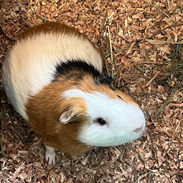 日本九州動物園：與野生動物的親密接觸🐒