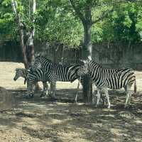 泰國曼谷最大最多元化的開放式動物園Safari World 野生世界