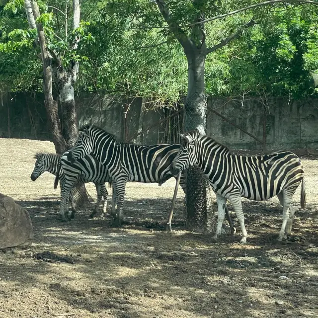 泰國曼谷最大最多元化的開放式動物園Safari World 野生世界