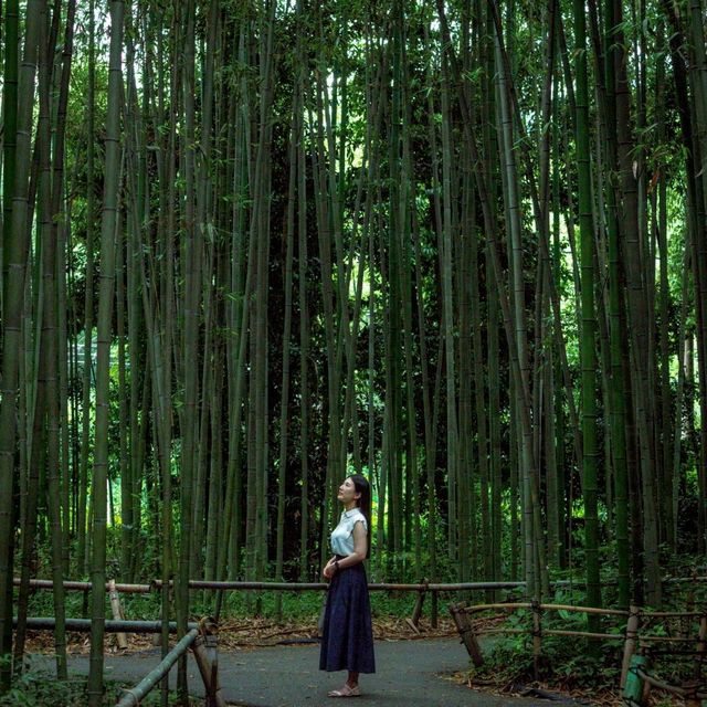 수많은 대나무 속 동화같은 곳, 아라시야마 대나무숲