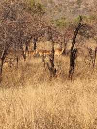 The Safari Drive At Pilanesberg National Park