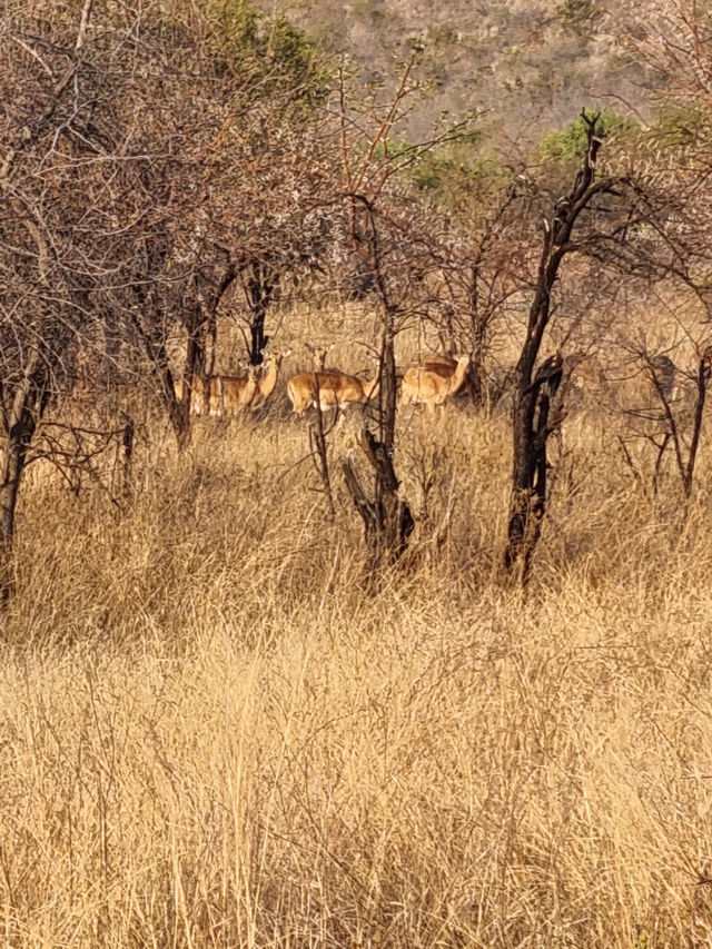 The Safari Drive At Pilanesberg National Park