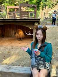 귀여운 동물들을 맘껏 볼 수 있는 에버랜드 사파리🐯
