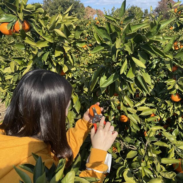 동물 먹이주기&감귤 따기 체험까지 할 수 있는 “어린왕자감귤밭”카페!
