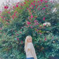 카멜리아힐에선 다양한 포즈를 마음껏 즐겨보세요🌺