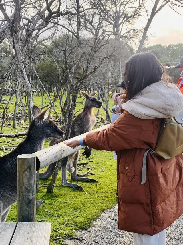 Get up close and personal with wildlife here!