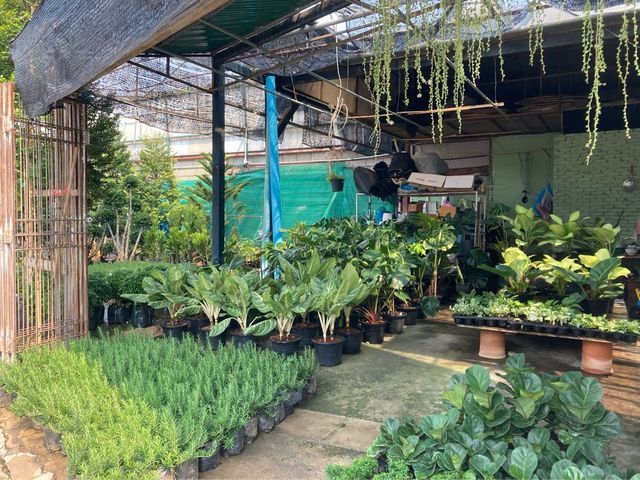 ทริปหาซื้อต้นไม้ฟอกอากาศ @เชียงใหม่