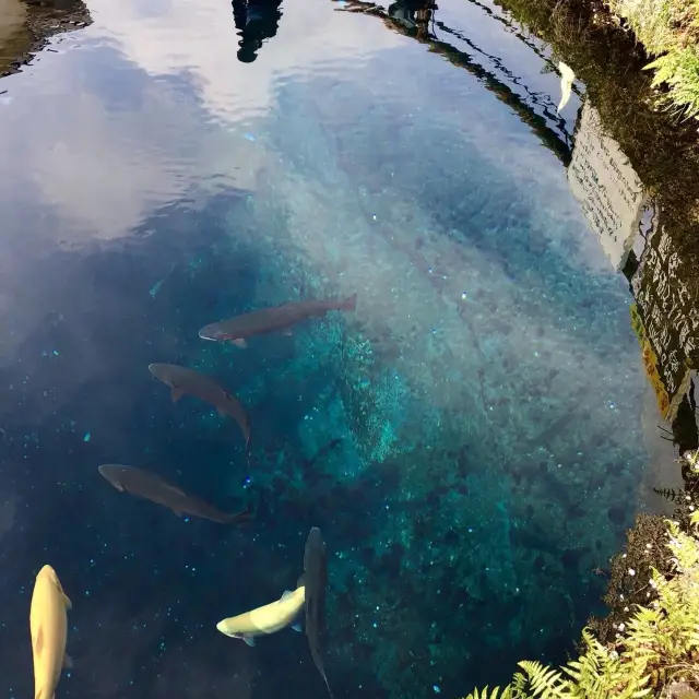 神秘的なパワースポット「忍野八海」