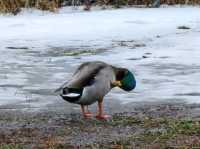 Hudson's Winter Tapestry: Nature Meets Urban Life