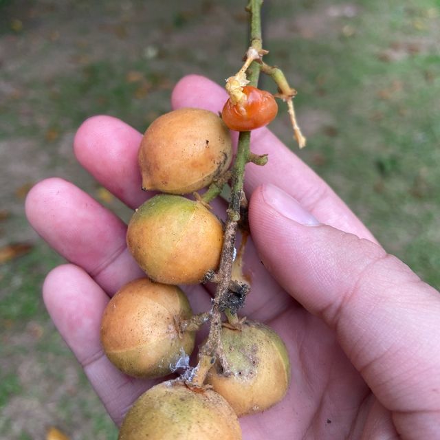 Tropical Fruit Farm: Where Nature Blooms