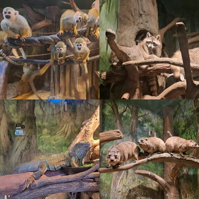 韓國😍愛寶樂園🐒介紹有咩動物睇🐯