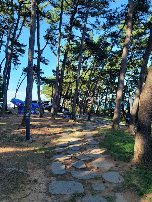 바다아닌 숲속에서 힐링하는 간절곶공원🌲