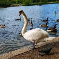 GORGEOUS ROYAL BOTANIC GARDENS, KEW!