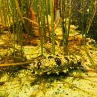 พิพิธภัณฑ์สัตว์น้ำท่าเรือนาโกย่า 名古屋港水族館