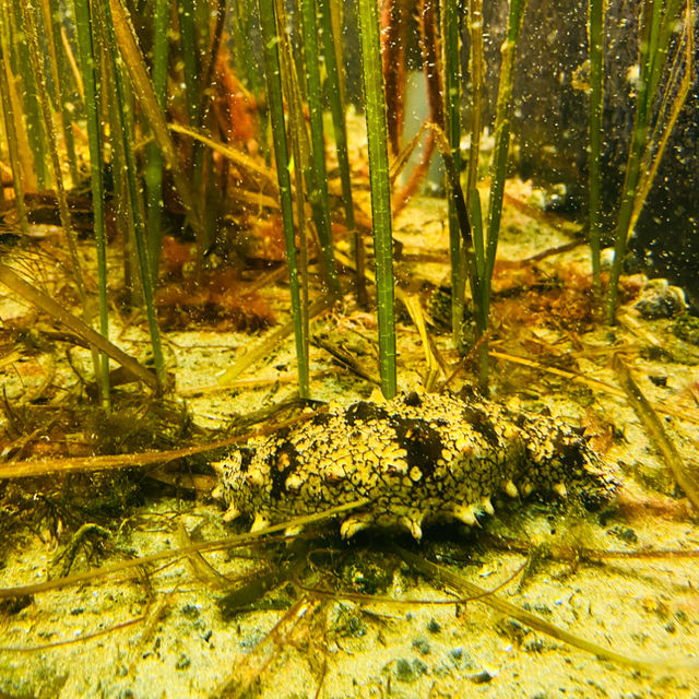 พิพิธภัณฑ์สัตว์น้ำท่าเรือนาโกย่า 名古屋港水族館