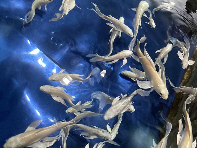 바다생물의 영롱함🐳🐬🪼[코엑스 아쿠아리움]