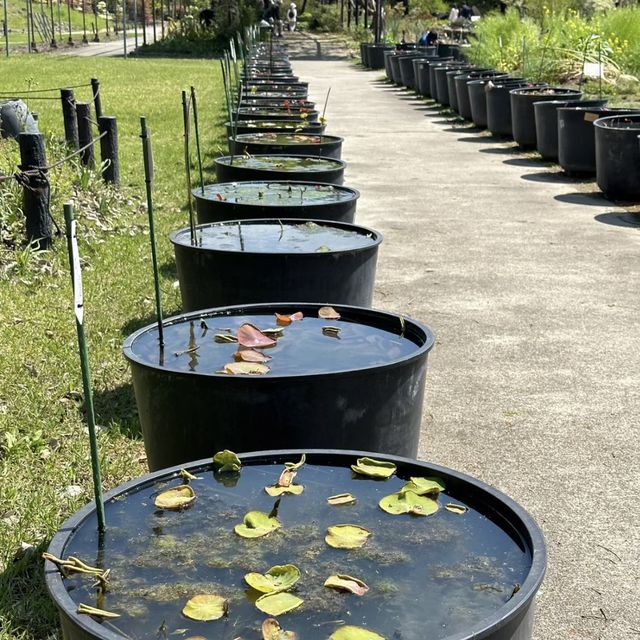 自然探險的綠洲：京都府立植物園 🌿🌺🔍