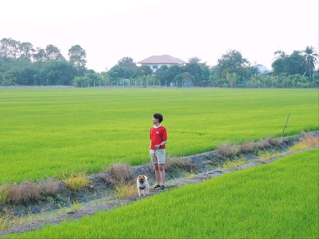 อิ๊กซ์อีสานคาเฟ่ คาเฟ่ทุ่งนาบรรยากาศดีต่อใจ