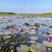 An eye-opening boat trip @ Thale Noi