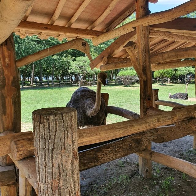 '동화나라, 노래의 섬' 남이섬🏝